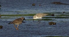 Calidris pusilla