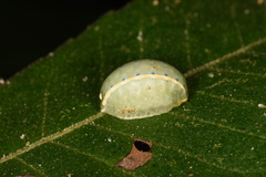 Apoda y-inversa