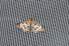 Anania hortulata