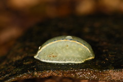 Apoda y-inversa