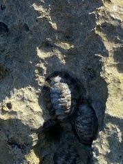 Acanthopleura