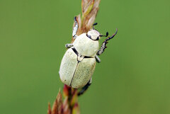 Hoplia parvula
