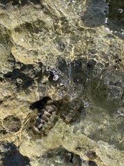 Acanthopleura