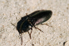 Selatosomus aeneus