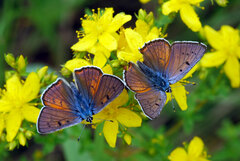 Lycaena alciphron
