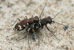 Cicindela hybrida