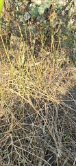 Alternanthera filifolia