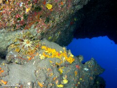 Telmatactis cricoides