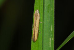 Batrachedra pinicolella