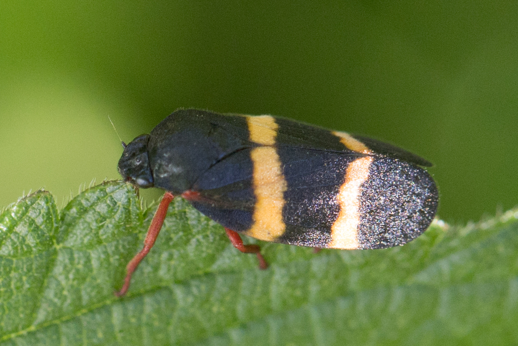 Mahanarva integra