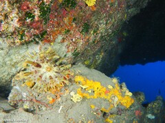 Telmatactis cricoides