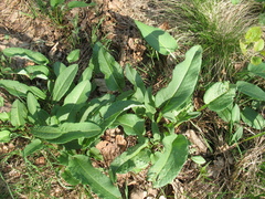 Bistorta officinalis