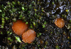 Octospora gyalectoides