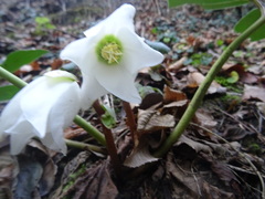 Helleborus niger