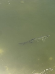 Megalops atlanticus