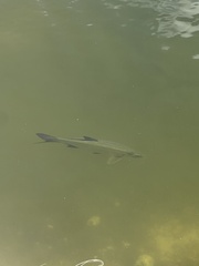 Megalops atlanticus
