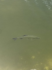 Megalops atlanticus