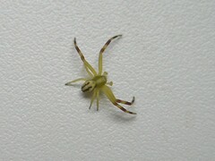 Misumena vatia