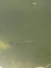 Megalops atlanticus