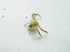 Misumena vatia