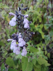 Salvia melissodora