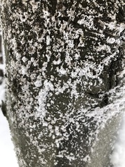 Cryptococcus fagisuga