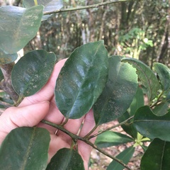Ilex ficoidea
