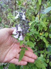 Salvia melissodora