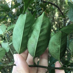 Ilex ficoidea