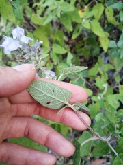 Salvia melissodora