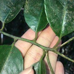 Ilex ficoidea