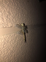 Anax ephippiger
