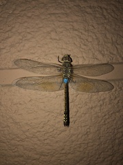 Anax ephippiger