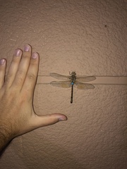Anax ephippiger