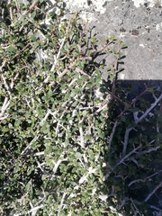 Rhamnus myrtifolia