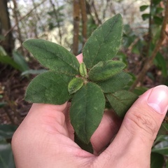 Rhododendron oldhamii