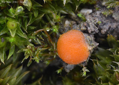 Octospora gyalectoides