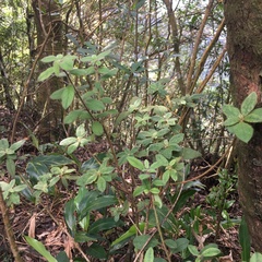 Rhododendron oldhamii