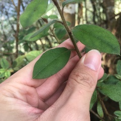 Rhododendron oldhamii