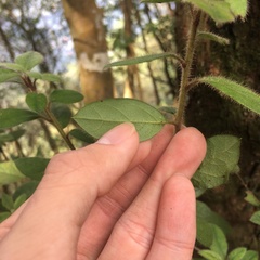 Rhododendron oldhamii