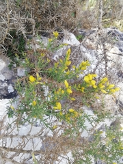 Ulex parviflorus