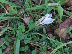 Crocus biflorus