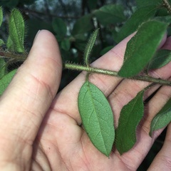 Rhododendron oldhamii