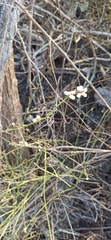 Alternanthera filifolia