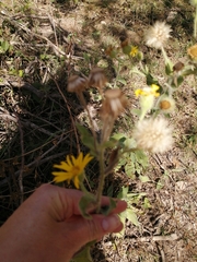 Heterotheca inuloides