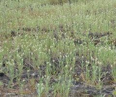Plantago indica