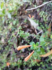 Clinopodium mexicanum