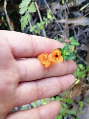 Clinopodium mexicanum