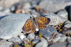 Lycaena tama
