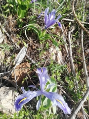 Iris planifolia
